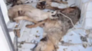 İzmir Dikili’de hayvan nakli skandalı: 4 köpek telef oldu