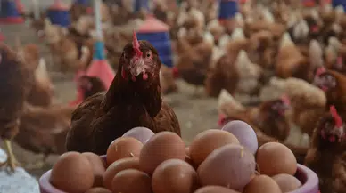 TÜİK açıkladı: Tavuk eti üretimi rekor kırdı, yumurta geriledi!