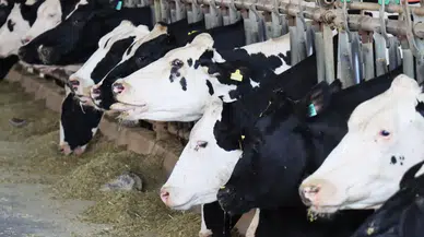 Mayıs ayı süt üretiminde sürpriz düşüş! İnek sütü miktarı yüzde 2 azaldı