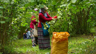 Yerli işçi yevmiyesi kaç TL? 2025 yılı fındık hasat sezonu yevmiyesi
