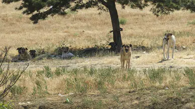 Ankara Yenimahalle’de sahipsiz köpek dehşeti