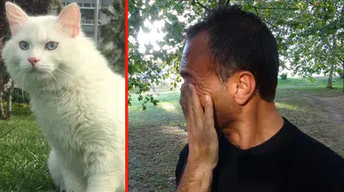 Kaybolan kedisi için günlerdir sokakta! Bulana 10 bin TL ödül verecek