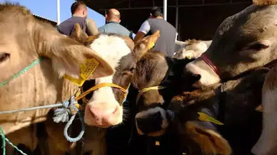Hayvan pazarları ne zaman açılacak? Bakanlık açıkladı!