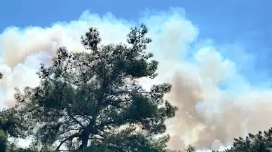 Manisa Soma'da orman yangını!