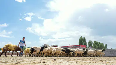 Van'da hayvan pazarı yeniden açıldı