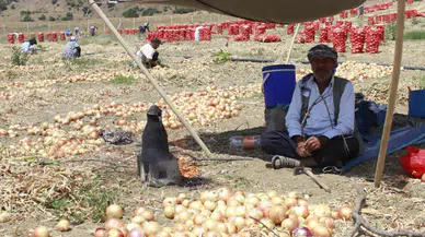Yozgat'ta soğan hasadı başladı!