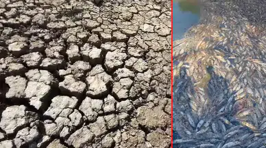 Kocabaş Çayı'nda kuraklık nedenli balık ölümleri yaşandı!