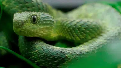 Avustralya'da evde yılan paniği: Oyuncak trenin içinden çıktı!