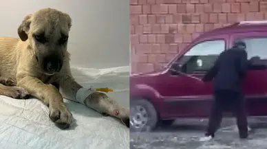 Dakikalarca süren şiddete maruz kalmıştı: 'Mucize' köpekten iyi haber geldi