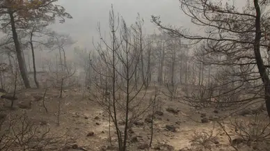 Yanan ormanda erkek cesedi bulundu