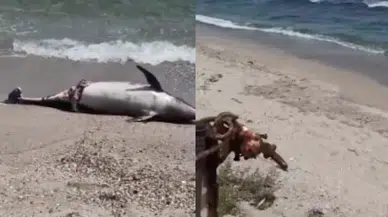 Tekirdağ'da sahile vuran ölü yunus görüldü