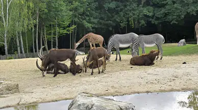 Danimarka’da hayvanat bahçesinden tartışmalı çağrı