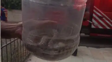 Elazığ'da bir apartmanda engerek yılanı görüldü!