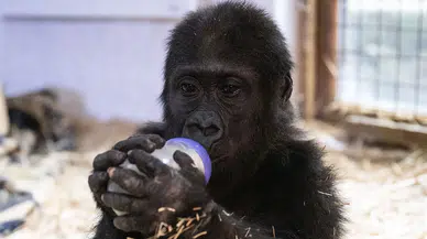 Goril yavrusu Zeytin, Nijerya’ya iade ediliyor