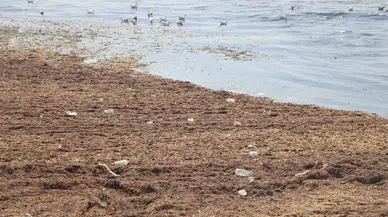 Tekirdağ'da kırmızı yosun alarmı