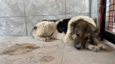 Sahibini haybeden sadık dost yürekleri dağladı! Ceylan Ertem o köpeği sahiplendi