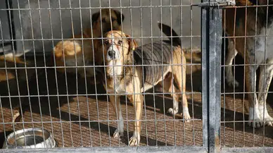 Osmaniye'de hayvan barınağında köpek öldürülme iddiası!