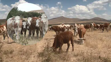 Kars'ta 60 yıl sonra görülen şap hastalığı kontrol altına alındı!