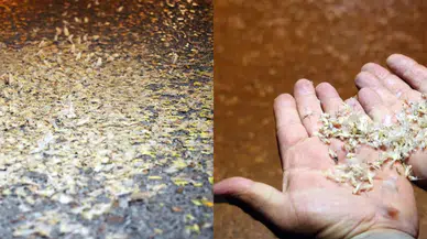 Birgün sineklerinin 'ölüm dansı'!