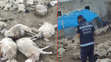 Van'da bir ahıra giren kurtlar 111 koyunu telef etti!