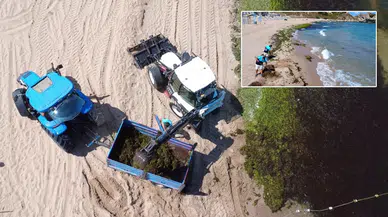Şile’de sahil yeşile büründü: Yosunlar kıyıya vurdu!