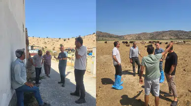 Aydın'da şap hastalığıyla mücadele: 509 bin büyükbaş hayvan aşılandı