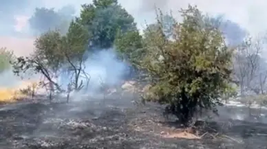 Malatya'da orman yangını!