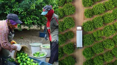 Limon hasadı başladı: Fiyatlar düşecek mi?