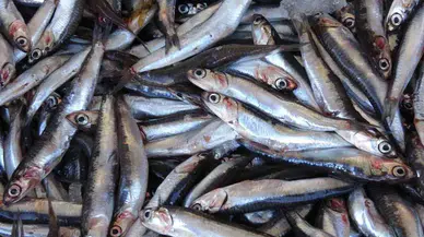 2025 balık sezonu 1 Eylül’de açılıyor: Türkiye’de balıkçılık sektörü