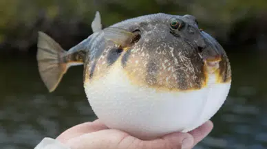 Balıkçıya yeni teşvik: Balon balığı avcılığına verilen destek artırıldı