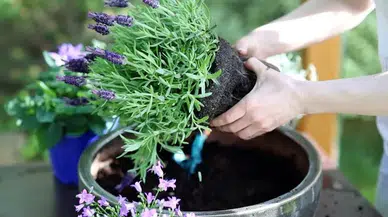 Böceklerden kurtulmak için doğal çözüm!