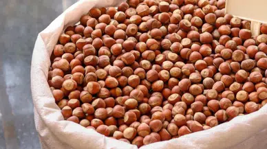 TMO fındık fiyatları ne zaman açıklanacak? TMO fındık fiyatları 2025 açıklandı mı?