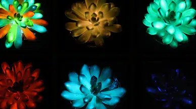 Bilim insanları karanlıkta parlayan renkli, canlı bitkiler üretti!