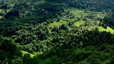 Giresun'da yamaçtan yuvarlanan kadın hayatını kaybetti