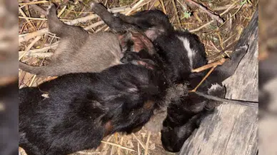 Tokat'ta kan donduran olay: 3 yavru köpeği iple boğdular