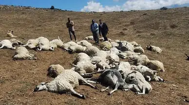 Tunceli'de yıldırım çarpan sürünün 58 koyunu telef oldu