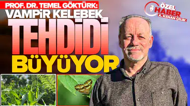 Prof. Dr. Temel Göktürk: Doğu Karadeniz’de vampir kelebek tehdidi büyüyor