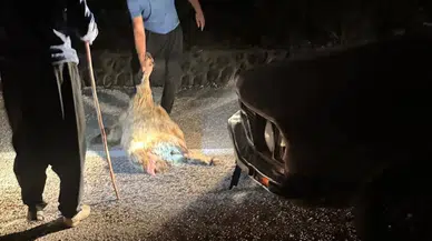 Adana Kozan’da otomobil sürüye çarptı