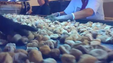 Aydın incirinde denetimler sürüyor