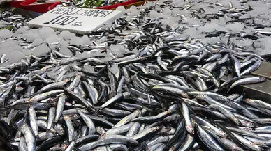 Karadeniz’de palamut yok, hamsi erken ve bol çıktı