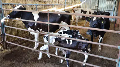 2025 yılı buzağı destek ödemesi