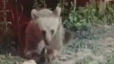 Erzincan’da bozayı piknikçilerin bıraktığı yemeklerle beslendi