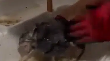 Bursa’da su borusuna sıkışan yavru kedi 2 saatlik çalışmayla kurtarıldı