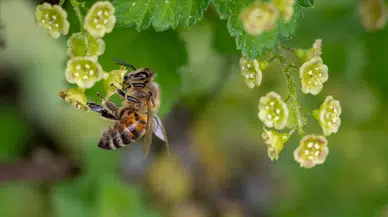 Samsun'da arı sokması can aldı: Yaşlı adam traktör üzerinde ölü bulundu