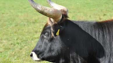 TÜİK duyurdu: Türkiye'de küçükbaş ve büyükbaş hayvan sayısı ne kadar oldu?