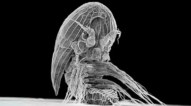 Denizlerin uzaylısı facetotectanlar: Parazitlik sırları gün yüzüne çıkıyor!