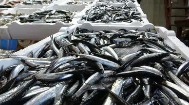 Trabzon’da hamsi bolluğu