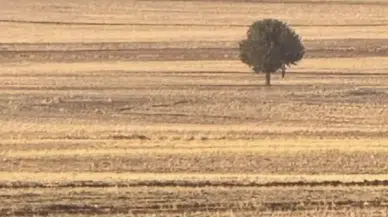 Şırnak'ta şüpheli ölüm: Tarlada ağaca asılı halde bulundu