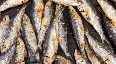 Balık sezonu açıldı: Sardalya mangal severlerin gözdesi oldu