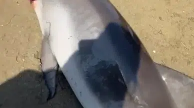 Yalova sahilinde şoke eden manzara: Ölü yunus kıyıya vurdu